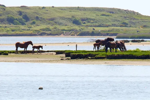 Horses and foals near water This landscape photograph taken in the early afternoon during late spring shows a group of horses and foals grazing near the edge of a waterway in Christchurch, Dorset, United Kingdom. The scene features several adult horses and their young standing on grassy banks beside the water, with a backdrop of gently rolling green hills that are typical of the Dorset countryside. The presence of animals, specifically horses, creates a tranquil rural atmosphere. This image reflects the natural beauty of Christchurch in Dorset, highlighting the relationship between animals and their environment.